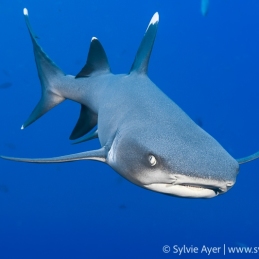 1_-Sylvie-Ayer-Mexico-Revillagigedo-whitetip-reef-shark-Triaenodon-obesus