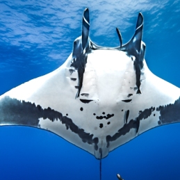 ©-Sylvie-Ayer-mexico-socorro-oceanic-manta-ray