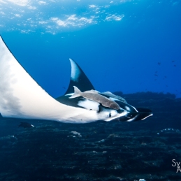 ©-Sylvie-Ayer-mexico-socorro-oceanic-manta-ray