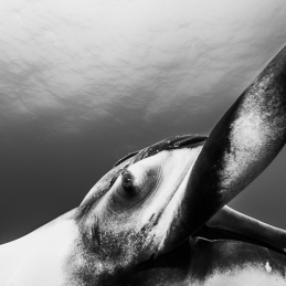 ©-Sylvie-Ayer-mexico-socorro-oceanic-manta