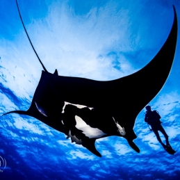 ©-Sylvie-Ayer-mexico-socorro-oceanic-manta-ray