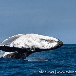©-Sylvie-Ayer-Tonga-humpack-whale