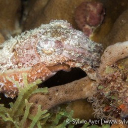 ©-Sylvie-Ayer-Philippines-Visayas-Cuttlefish-Sepiida