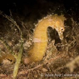 ©-Sylvie-Ayer-Philippines-Visayas-common-seahorse-Hippocampus-taeniopterus