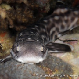 ©-Sylvie-Ayer-Philippines-Visayas-coral-catshark-Atelomycterus-marmoratus