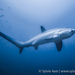 ©-Sylvie-Ayer-Philippines-Visayas-pelagic-thresher-Alopias-pelagicus