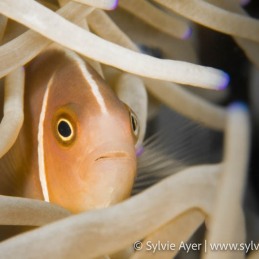 ©-Sylvie-Ayer-Philippines-Visayas-pink-anemonefish-Amphiprion-perideraion