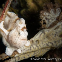 1_-Sylvie-Ayer-Philippines-Visayas-Frogfishes-Antennariidae