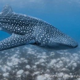 1_-Sylvie-Ayer-Philippines-Visayas-whale-shark-Rhincodon-typus