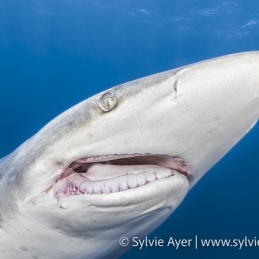2_-Sylvie-Ayer-South-Africa-Aliwal-shoal-blacktip-oceanic-shark-Carcharhinus-limbatus