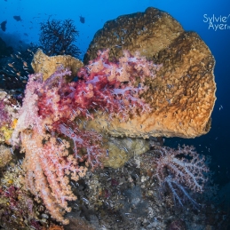 @-Sylvie-Ayer-Indonesia-raja-ampat-corals