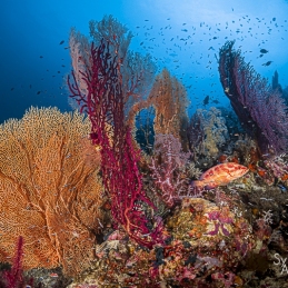 1_@-Sylvie-Ayer-Indonesia-raja-ampat-corals