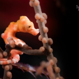 @-Sylvie-Ayer-Indonesia-lembeh-pygmy-seahorse