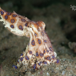 @-Sylvie-Ayer-Indonesia-komodo-blue-ring-octopus