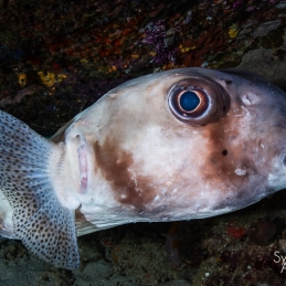 ©-Sylvie-Ayer-indonesie-komodo-Purcupinefish