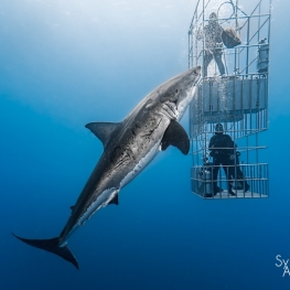©-Sylvie-Ayer-mexico-guadalupe-great-white-shark