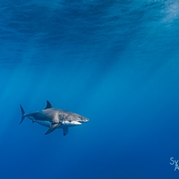 ©-Sylvie-Ayer-mexico-guadalupe-great-white-shark-2