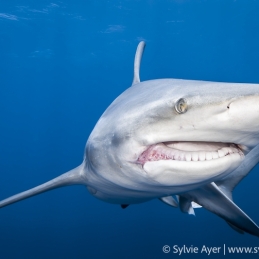 ©-Sylvie-Ayer-Oceanic-Blacktip-shark-Aliwal-Shoal-South-africa