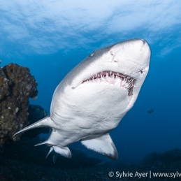 ©-Sylvie-Ayer-Raggie-shark-Aliwal-Shoal-South-africa