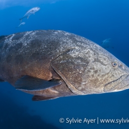 ©-Sylvie-Ayer-South-Africa-Aliwal-shoal-Potata-Grouper