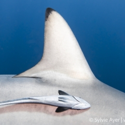 ©-Sylvie-Ayer-Oceanic-Blacktip-shark-Aliwal-Shoal-South-africa