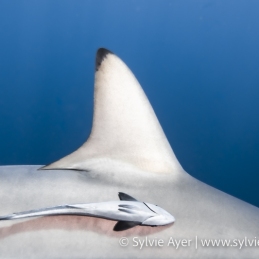 ©-Sylvie-Ayer-South-Africa-Aliwal-shoal-blacktip-oceanic-shark-Carcharhinus-limbatus
