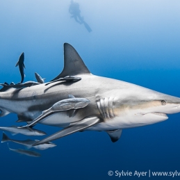 ©-Sylvie-Ayer-Oceanic-Blacktip-shark-Aliwal-Shoal-South-africa