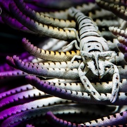 ©-sylvie-ayer-philippines-anilao-Ambon-crinoid-shrimp