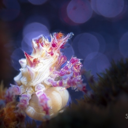 ©-sylvie-ayer-philippines-anilao-candy-crab