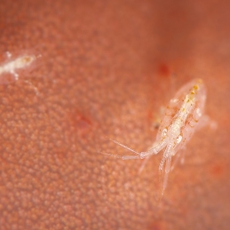 ©-sylvie-ayer-philippines-anilao-copepod