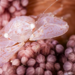 ©-sylvie-ayer-philippines-anilao-crabe