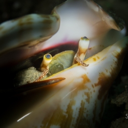 ©-sylvie-ayer-philippines-anilao-crustaces