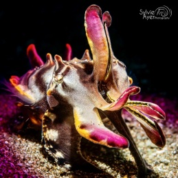 ©-sylvie-ayer-philippines-anilao-flamboyant-cuttlefish