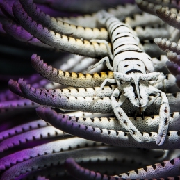 ©-sylvie-ayer-philippines-anilao-shrimp