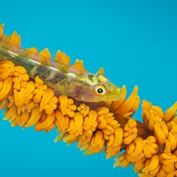©-sylvie-ayer-philippines-anilao-ghost-goby-fish