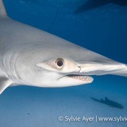 ©-Sylvie-Ayer-Bahamas-Bimini-Greathammerhead-shark
