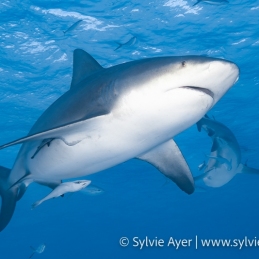 ©-Sylvie-Ayer-Bahamas-Bimini-bull-shark