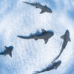©-Sylvie-Ayer-Bahamas-Bimini-requin-nourrice