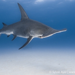 ©-Sylvie-Ayer-Bahamas-Bimini