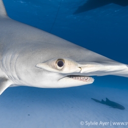 ©-Sylvie-Ayer-Bahamas-Bimini