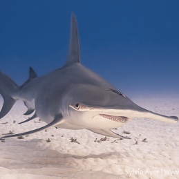 ©-Sylvie-Ayer-Bahamas-Bimini-Great-hammerhead-shark-Sphyrna-mokarran