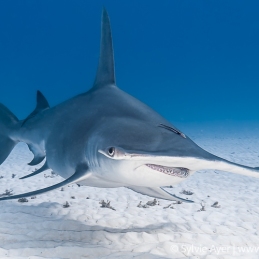 ©-Sylvie-Ayer-Bahamas-Bimini