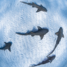 ©-Sylvie-Ayer-Bahamas-Bimini-requin-nourrice
