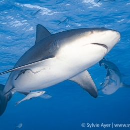 ©-Sylvie-Ayer-Bahamas-Bimini-bull-shark