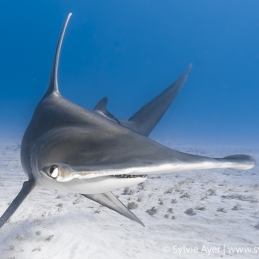 ©-Sylvie-Ayer-Bahamas-Bimini