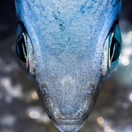 ©-Sylvie-Ayer-Egypte-Fish