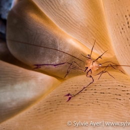 ©-Sylvie-Ayer-Indonesia-Komodo-bubble-coral-shrimp-Vir-philippinensis