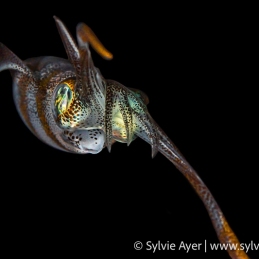 ©-Sylvie-Ayer-Indonesia-Lembeh-Bigfin-reef-squid-Sepioteuthis-lessoniana-2