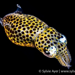 ©-Sylvie-Ayer-Indonesia-Lembeh-Diamond-Pygmy-squid-Idiosepius-sp