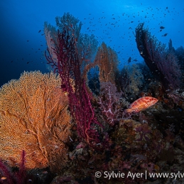©-Sylvie-Ayer-Indonesia-Raja-Ampat-Gorgone-Corals-diver-and-fish
